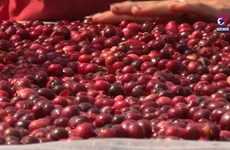 Coffee exports hoped to set new record