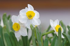 Daffodils a favourite decorative flower for Tet holiday