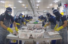 Vietnam’s tra fish exports expected to reach two bln USD in 2024