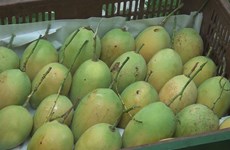 Vietnam 13th largest mango supplier for US