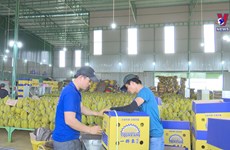 Tapping potential for durian exports to China