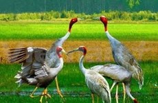 Red-headed cranes return to grass field in Kien Giang