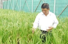 Rice institute transfers new techniques to farmers 