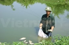 WB: environmental pollution costs Vietnam 5.5 pct of GDP 