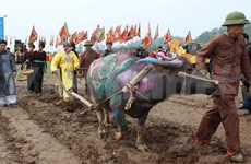 Vice President attends ploughing festival in Ha Nam 