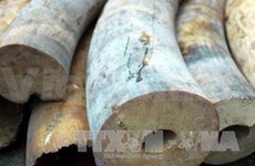 Ho Chi Minh City seizes 4.2 kg of elephant tusks 