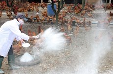 Localities urged to prepare for A/H5N6 virus 