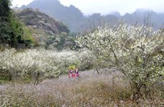 Moc Chau blanketed in white blossoms