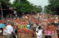Australia to import fresh lychees from Viet Nam 