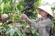 Coffee output drops one fifth due to bad weather 