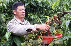 Lam Dong attracts investment in hi-tech agriculture 