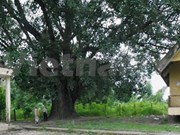 132 year-old Bodhi tree recognised as heritage tree 