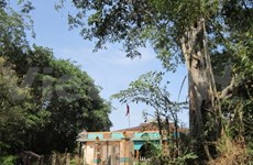 Ancient banyans in Ben Tre named Heritage Tree 