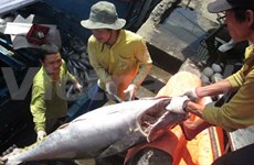Tuna value likely to drop in Q2 