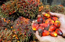 Malaysia: Palm oil exports increase sharply in May 