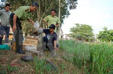Javan pangolins returned to nature at southern park 