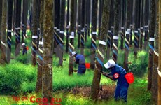Natural rubber export prices pick up from May 