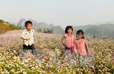 First buckwheat flower festival to be held in Ha Giang 
