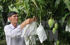 Japan opens market to Vietnamese mangos 