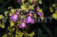 Lam Dong exports oncidium orchid to Japan 