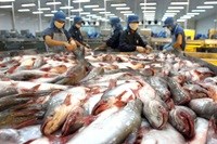 UK imports more tra fish 