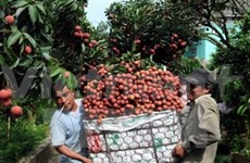 Bac Giang earns billions of dong from lychee 