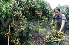 Vietnam, Japan boost links in agriculture technology 