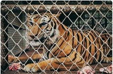 Tiger tales: From farm to bone glue