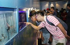 HCM City seeks to boost ornamental fish exports