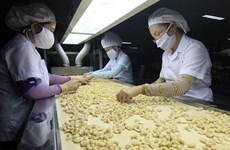 Vietnam targets 4 billion USD from cashew exports in 2020 