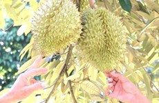 Vietnam expects official export of durian to China
