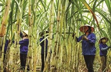 Sugar industry targets to restore cane output
