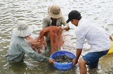 Ben Tre targets to earn 1.2 billion USD from shrimp exports by 2025