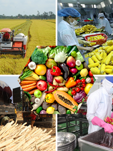 EVFTA facilitates Vietnam’s agricultural product exports to EU market