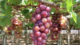 Ninh Thuan takes grape production to next level