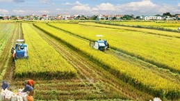 Mekong Delta rice farming to become a leading sector in agricultural production