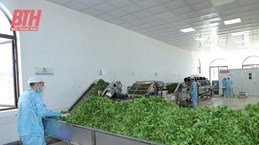 Thanh Hoa steps up sci-tech application in agricultural production