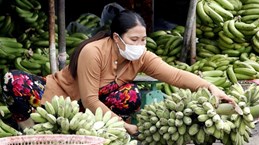 Ca Mau works to increase banana value, output