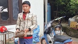 Wildlife traffickers arrested in northern Dien Bien province