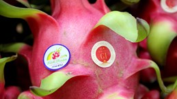 Binh Thuan strives to optimise protected GI of dragon fruit in Japan 