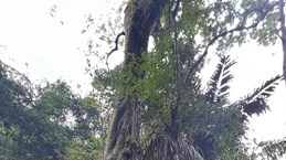 Shan Tuyet tea, valuable timber plants named ‘Vietnam Heritage Trees’