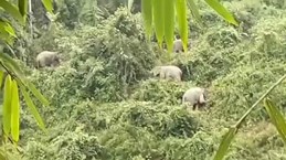 Quang Nam strives to conserve elephant species, habitat