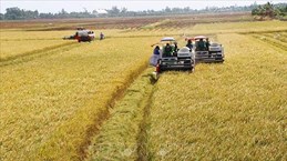 Increasing quality, value of rice shipments to boost exports 