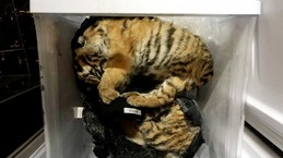 Two individuals detained for illegally possessing deceased rare animals