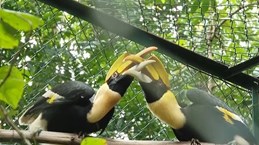 Phong Nha-Ke Bang National Park receives 11 rare animals