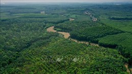 Quang Tri promotes forest protection, afforestation to reduce emissions
