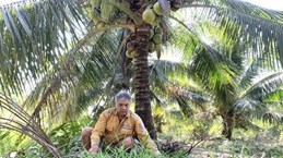 Tra Vinh exports organic coconut flower nectar to Australia
