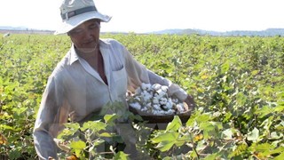 Vietnam to suspend raw cotton import from Ghana