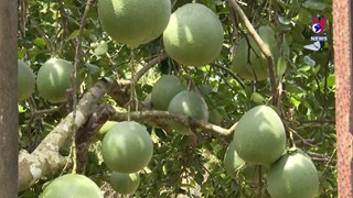 Opportunities for Vietnamese pomelo to enter more markets