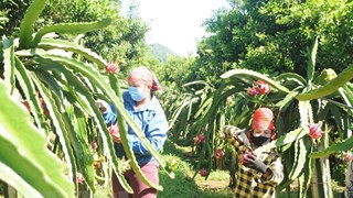 Hai Duong’s dragon fruits get cultivation zone codes for export